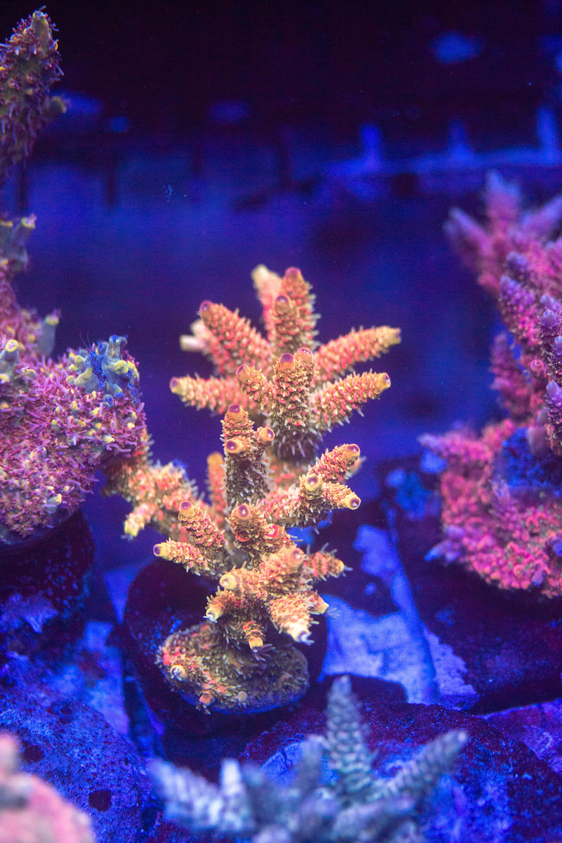 Spring Clearance Sale! Use code SPRING25 and take 25% off your WYSIWYG  Corals! Limited Time!