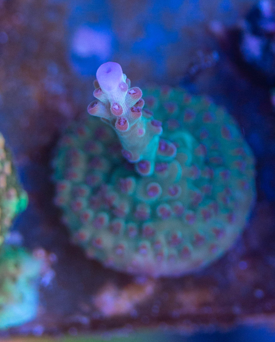 Ink Bird's ITC-306a - Jamrock Corals