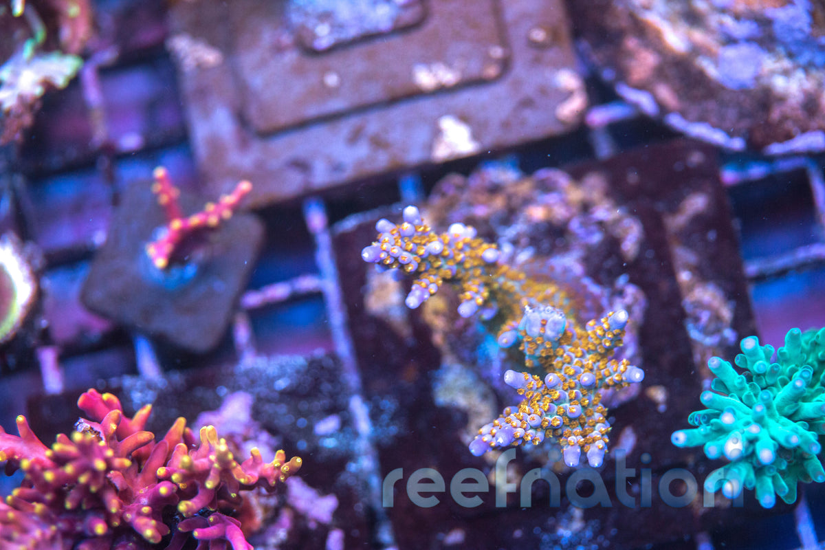 BC Bubblebath Unicorn – ReefNation