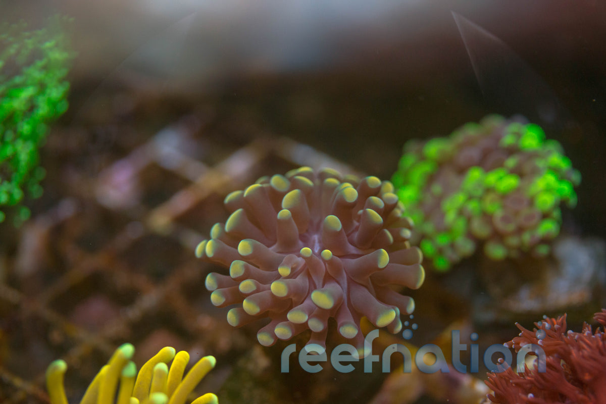 Gold Hammer Coral LPS – ReefNation