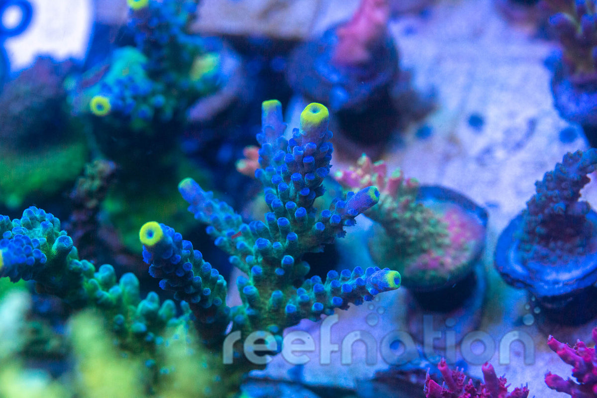 WWC Yellow Tips – ReefNation